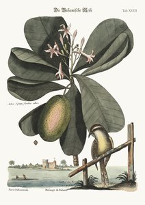 The Bahama Titmouse, 1749-73 by Mark Catesby